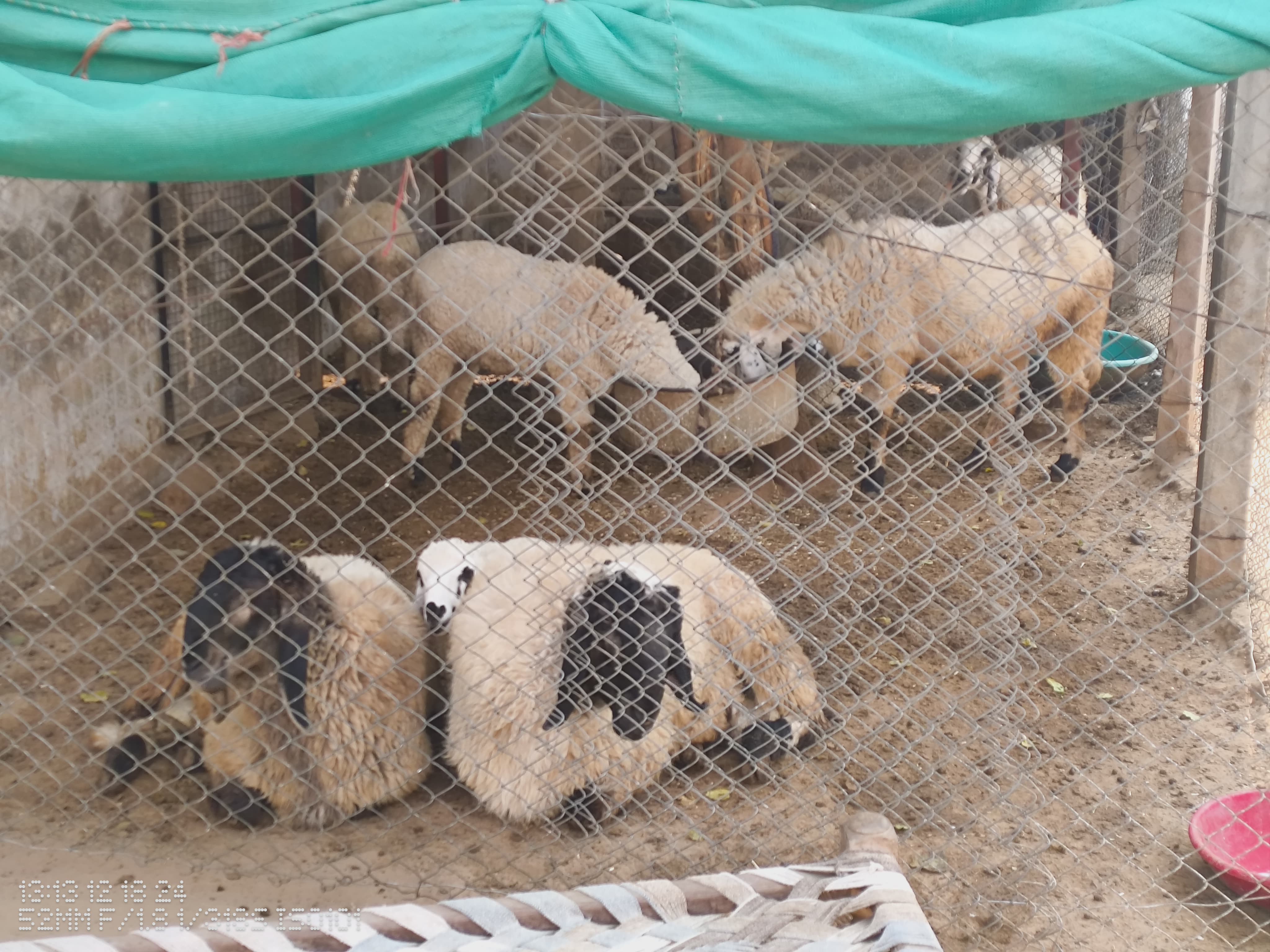 bakra image